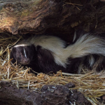 Can Skunks Climb Chain Link Fences?