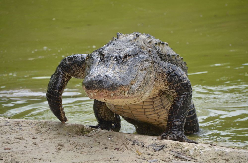 Can Alligators Climb Fences?