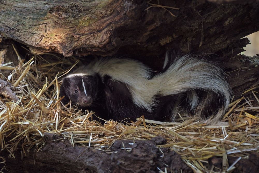 Can Skunks Climb Chain Link Fences?