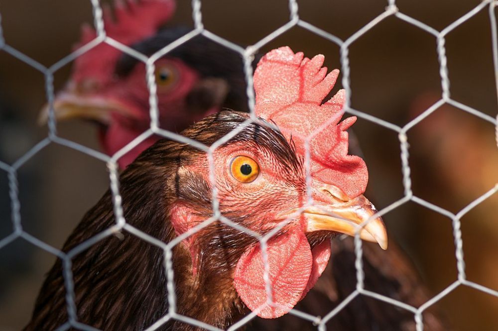 Everything You Need to Know About Chicken Wire